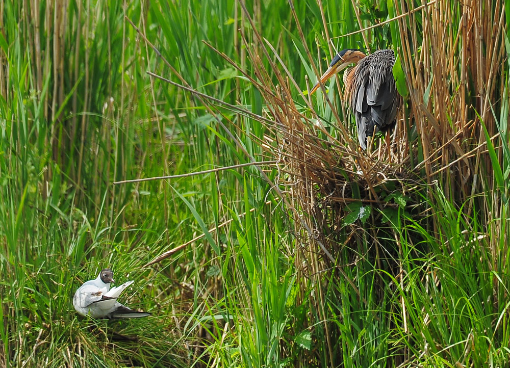 DSC 1951 P Reiher und L Möwe 1000