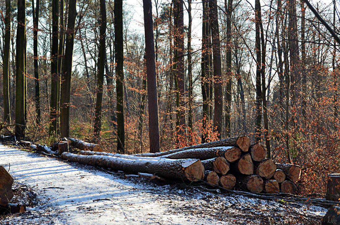 DSC 1959 Wald