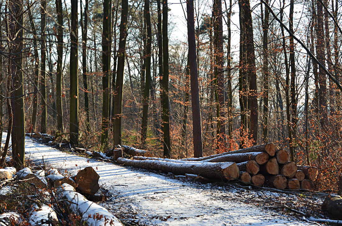 DSC 1961 Wald