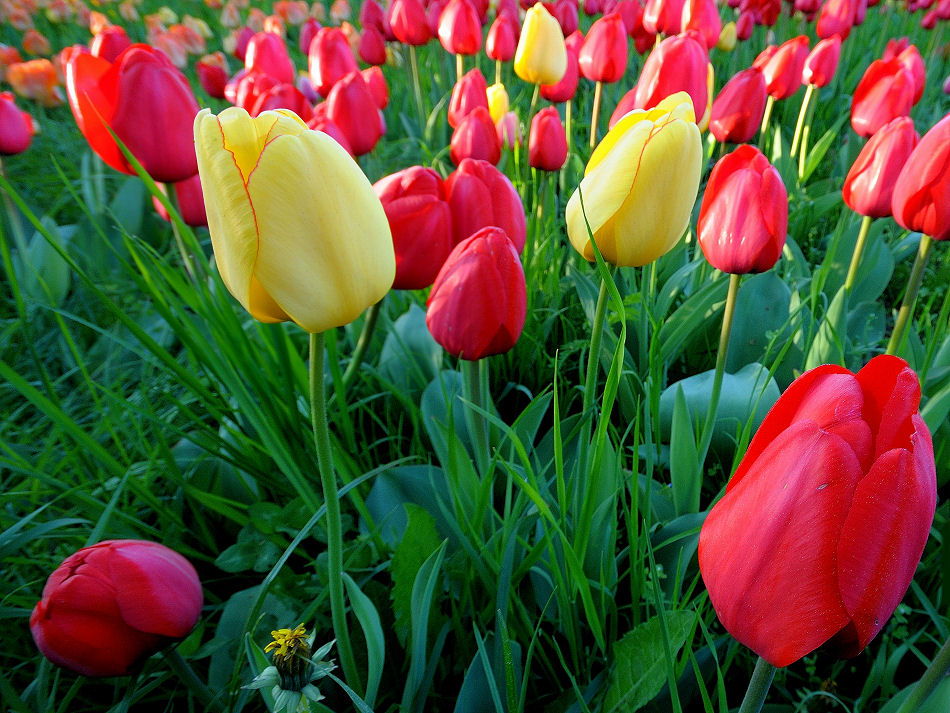 DSC 1962 Tulpen morgens Forum
