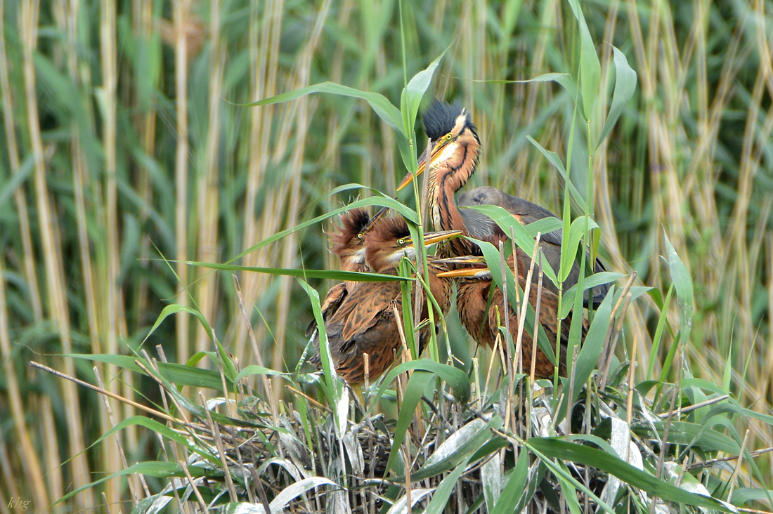 DSC 2001a  Purpur