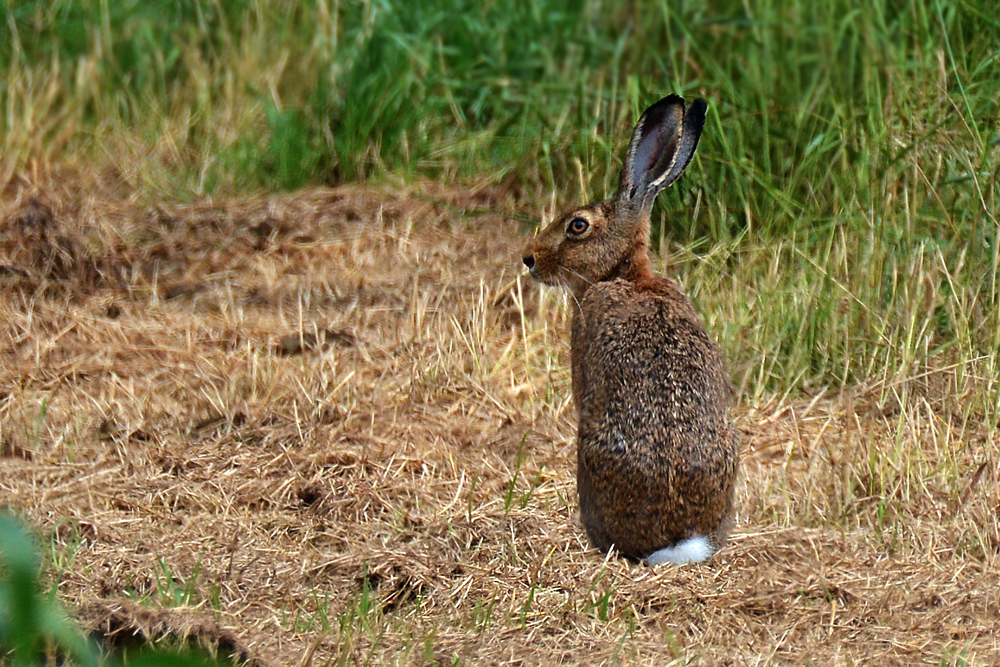 DSC 2024 Hase 1000
