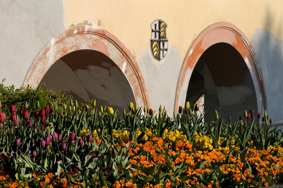 DSC 2025 Bogen mit Blumen Forum