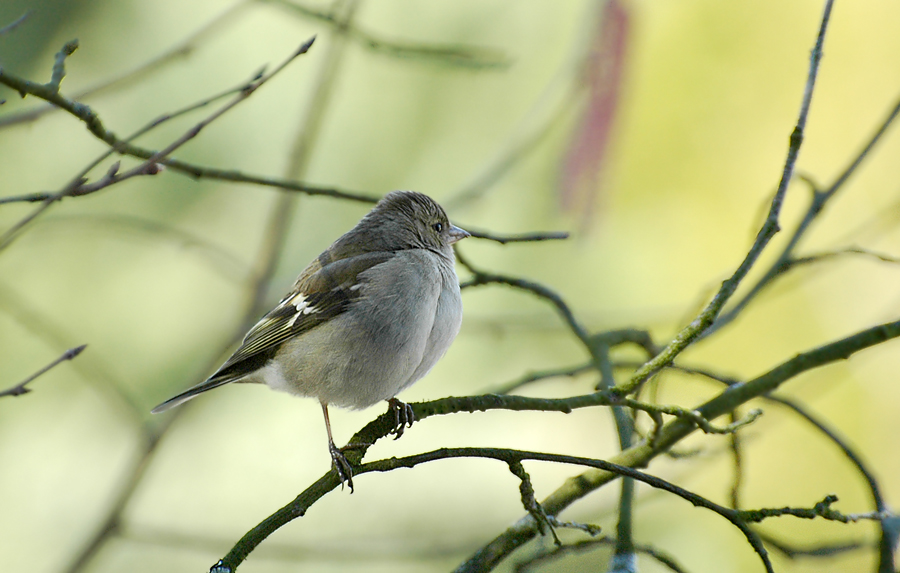 DSC 2038 b 900