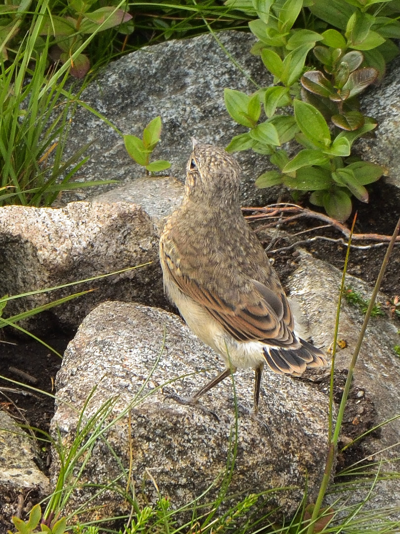 DSC 2065 2