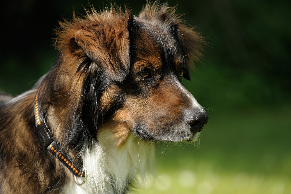 DSC 2070a