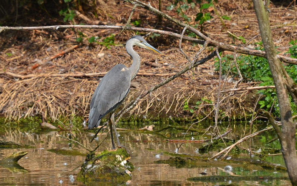 DSC 2081 khg