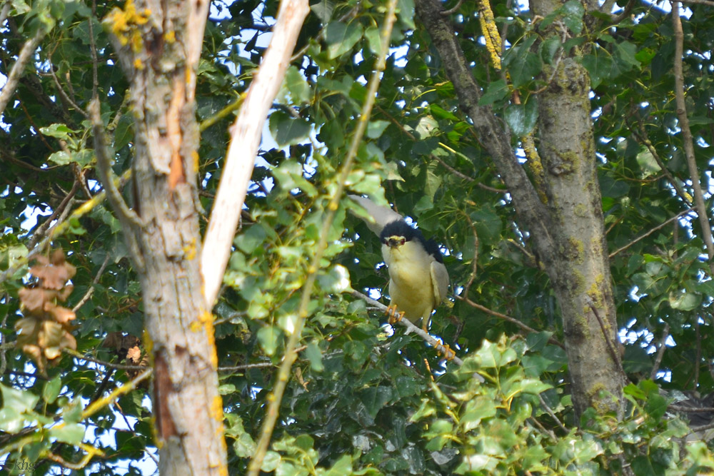 DSC 2099 khg