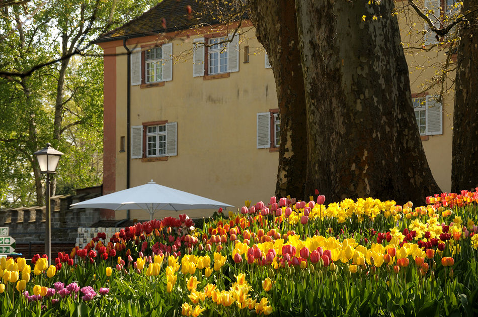 DSC 2106 Tulpenberg Forum