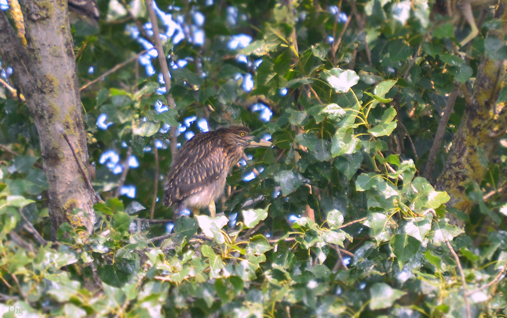 DSC 2108 khg