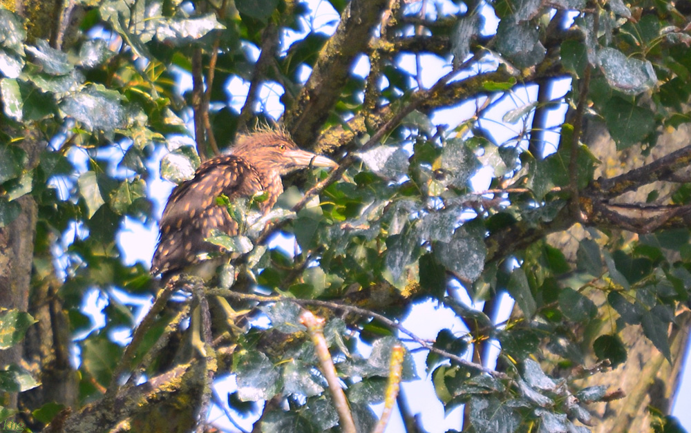 DSC 2112 khg