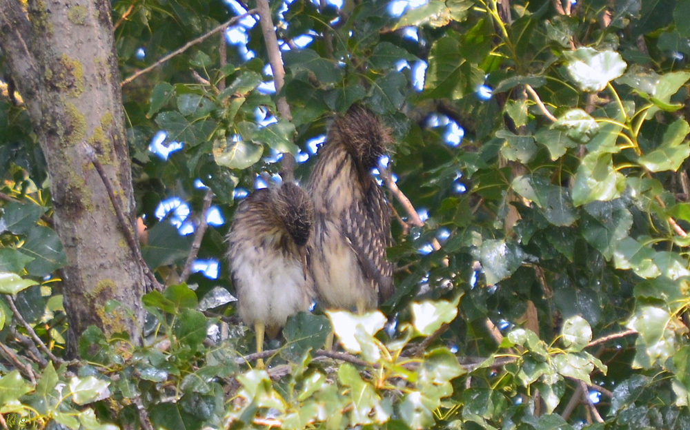 DSC 2120 khg