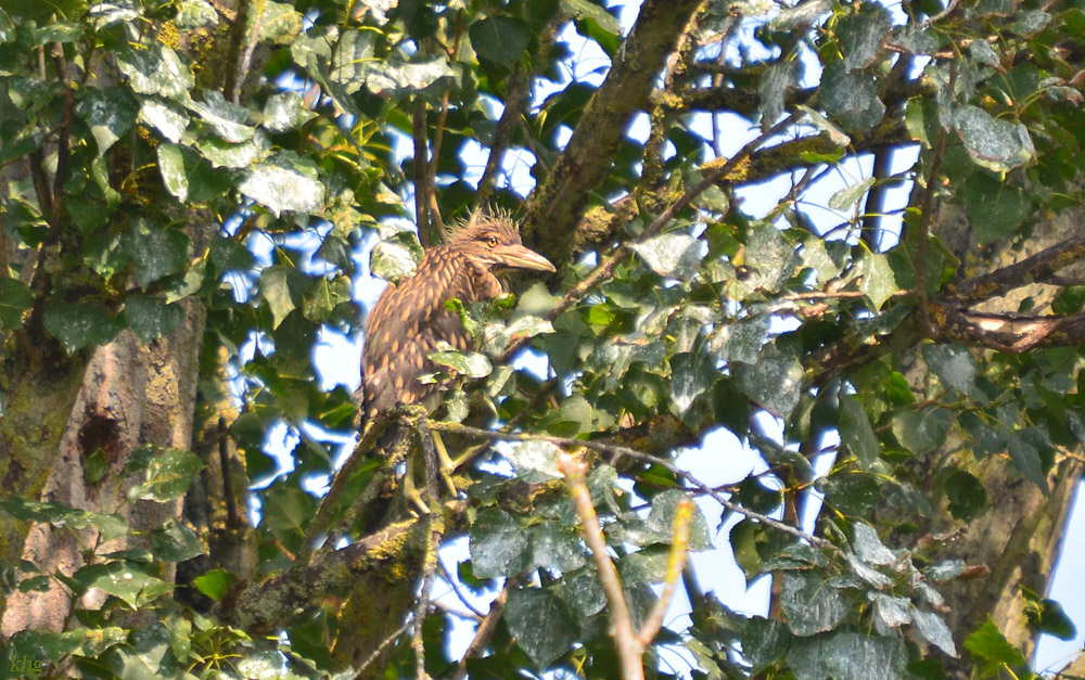 DSC 2123 khg