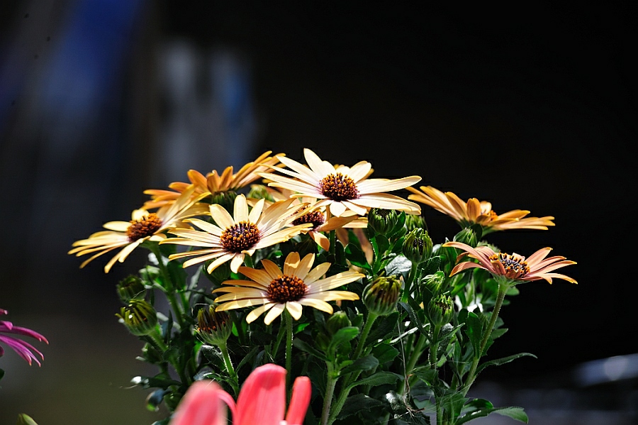 DSC 2144 D700 80-200/2.8 ED AF Bl 10 1/250