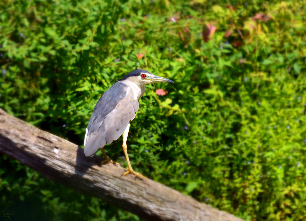 DSC 2151 a khg