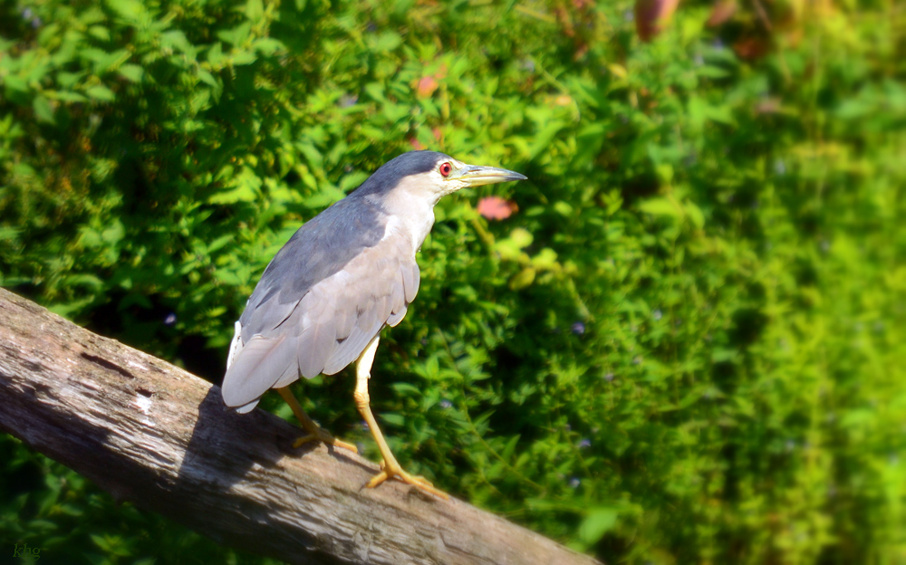 DSC 2152 khg