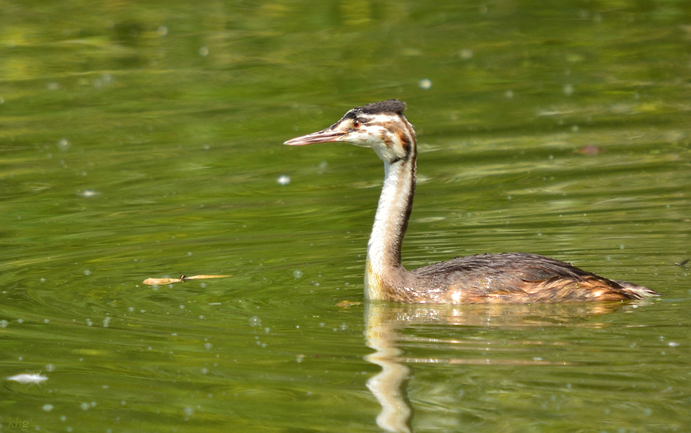 DSC 2157 khg