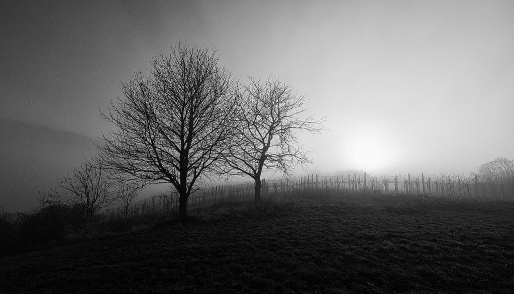 DSC 2196 sw