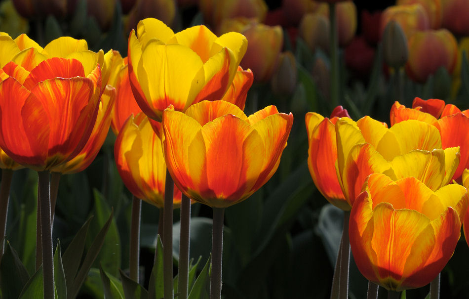DSC 2223 Tulpen Macro Forum