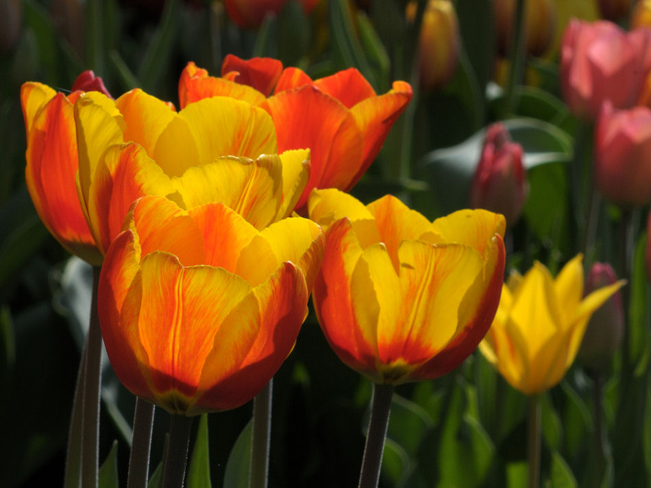 DSC 2225 Tulpen Forum