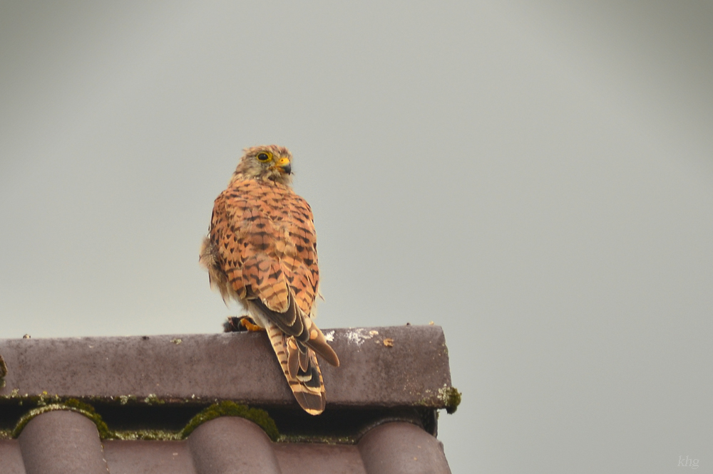 DSC 2239 khg