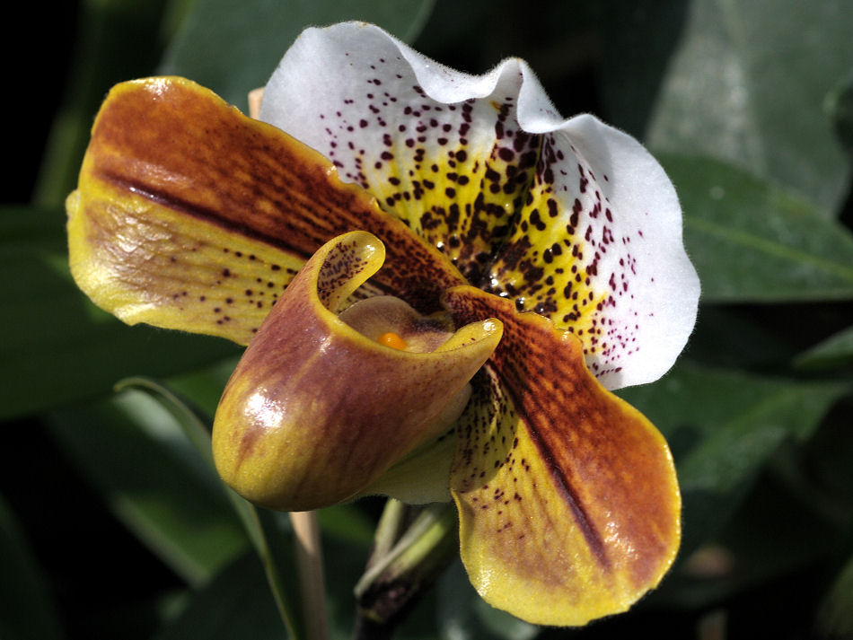 DSC 2243 Orchidee 1 Forum