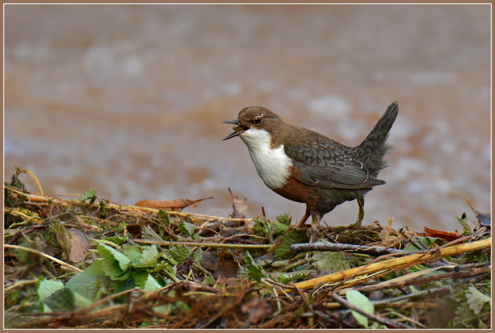 DSC 2247 Wasseramsel 1000