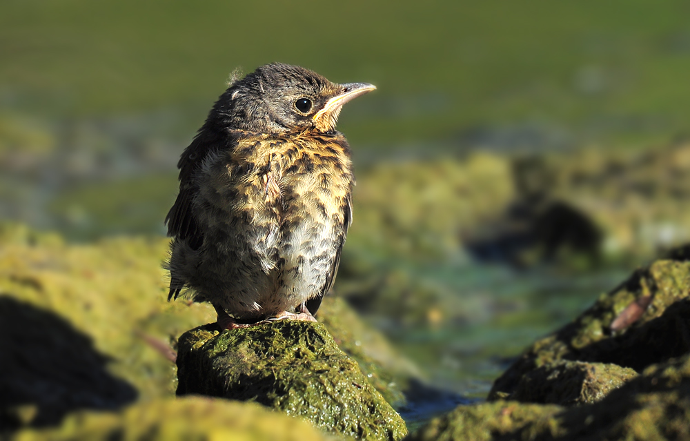 DSC 2253 Wacholderdrossel juv 1000