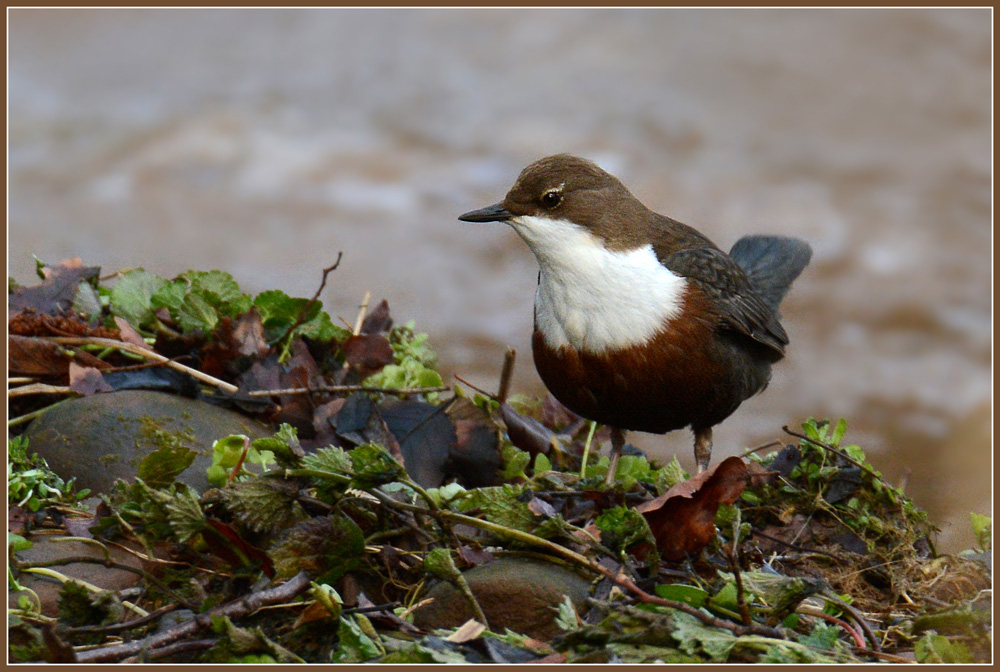 DSC 2267 Wasseramsel o Ast 2 1000