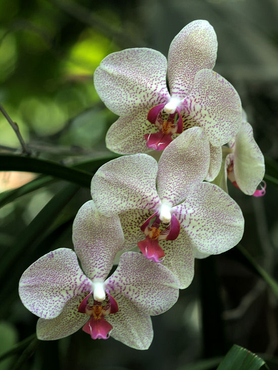 DSC 2268 Orchidee Macro Forum