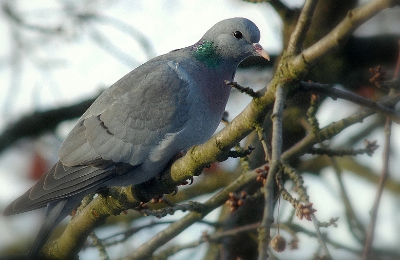 DSC 2270   Kopie