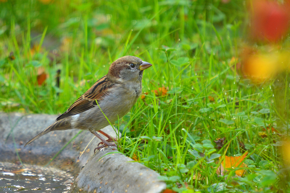 DSC 2272 khg