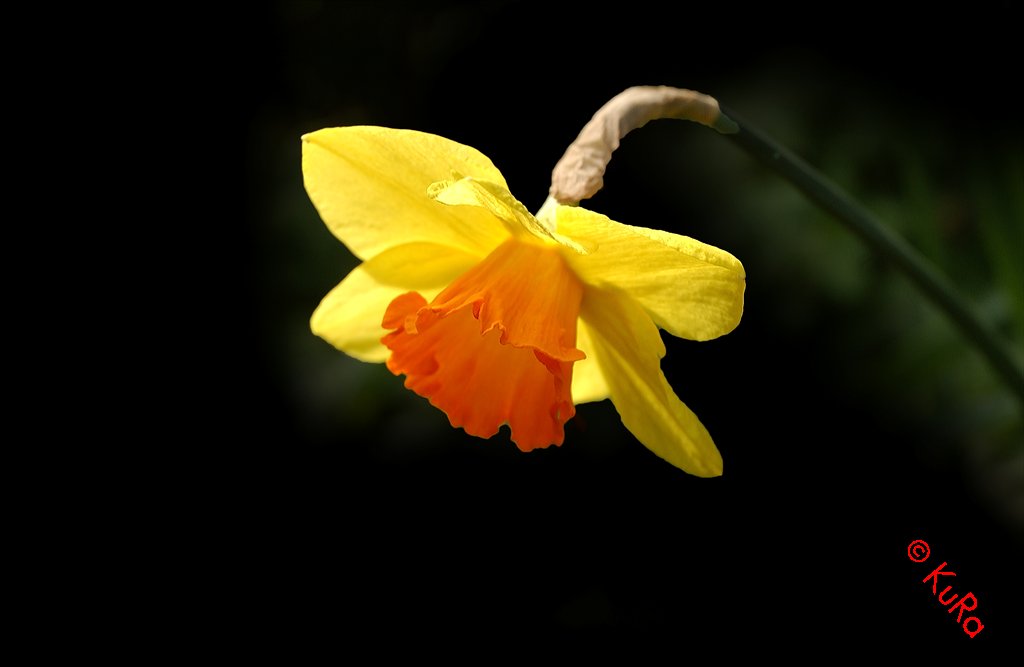 DSC 2276z