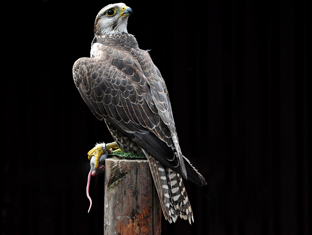 DSC 2281 Sakerfalke 1024
