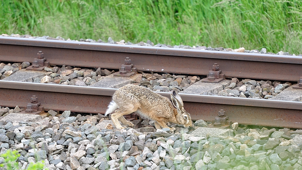 DSC 2287 Bahnhase