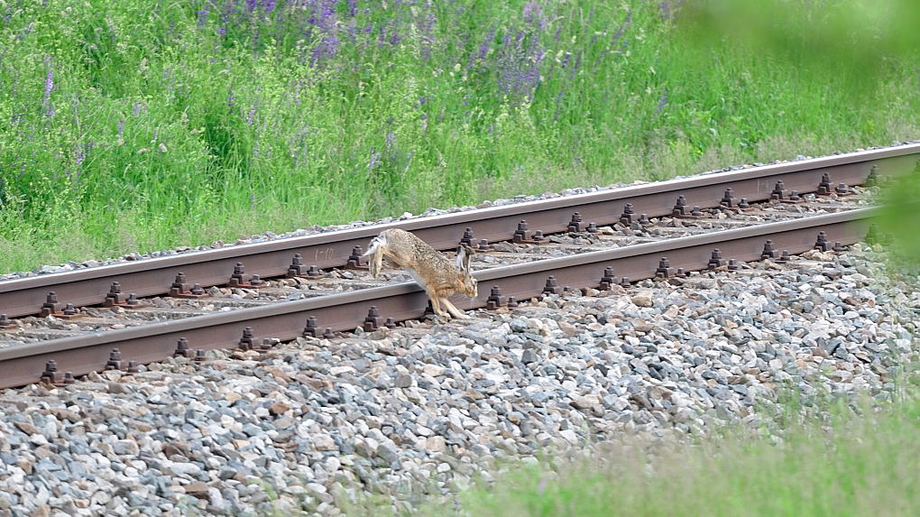 DSC 2299 Bahnhase