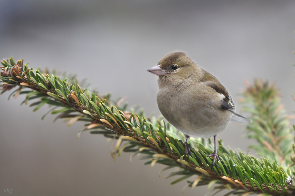DSC 2309 Buchfink-Weibchen