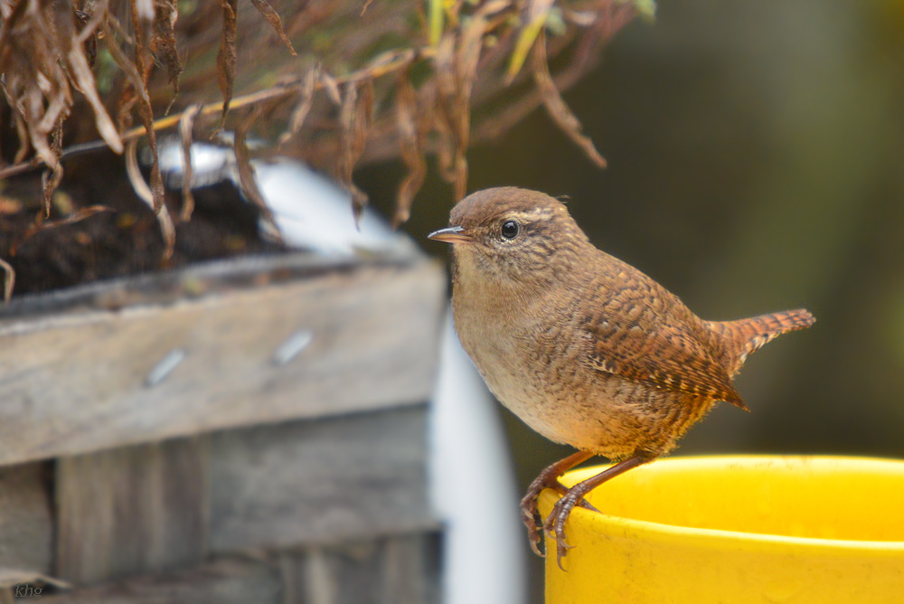 DSC 2310 khg