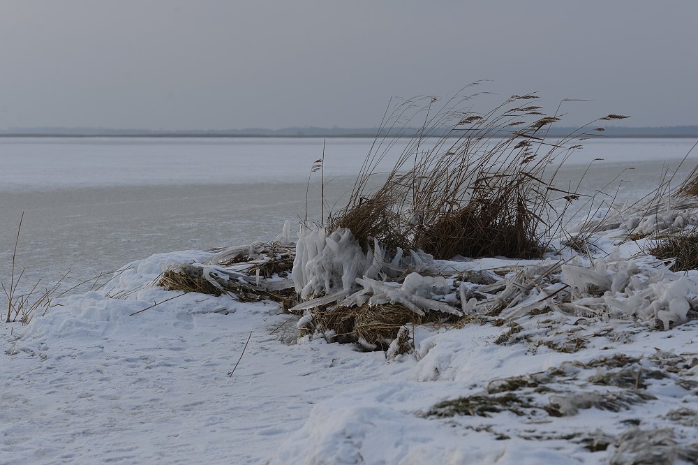 DSC 2314 Bodden Wustrow 26 1 13