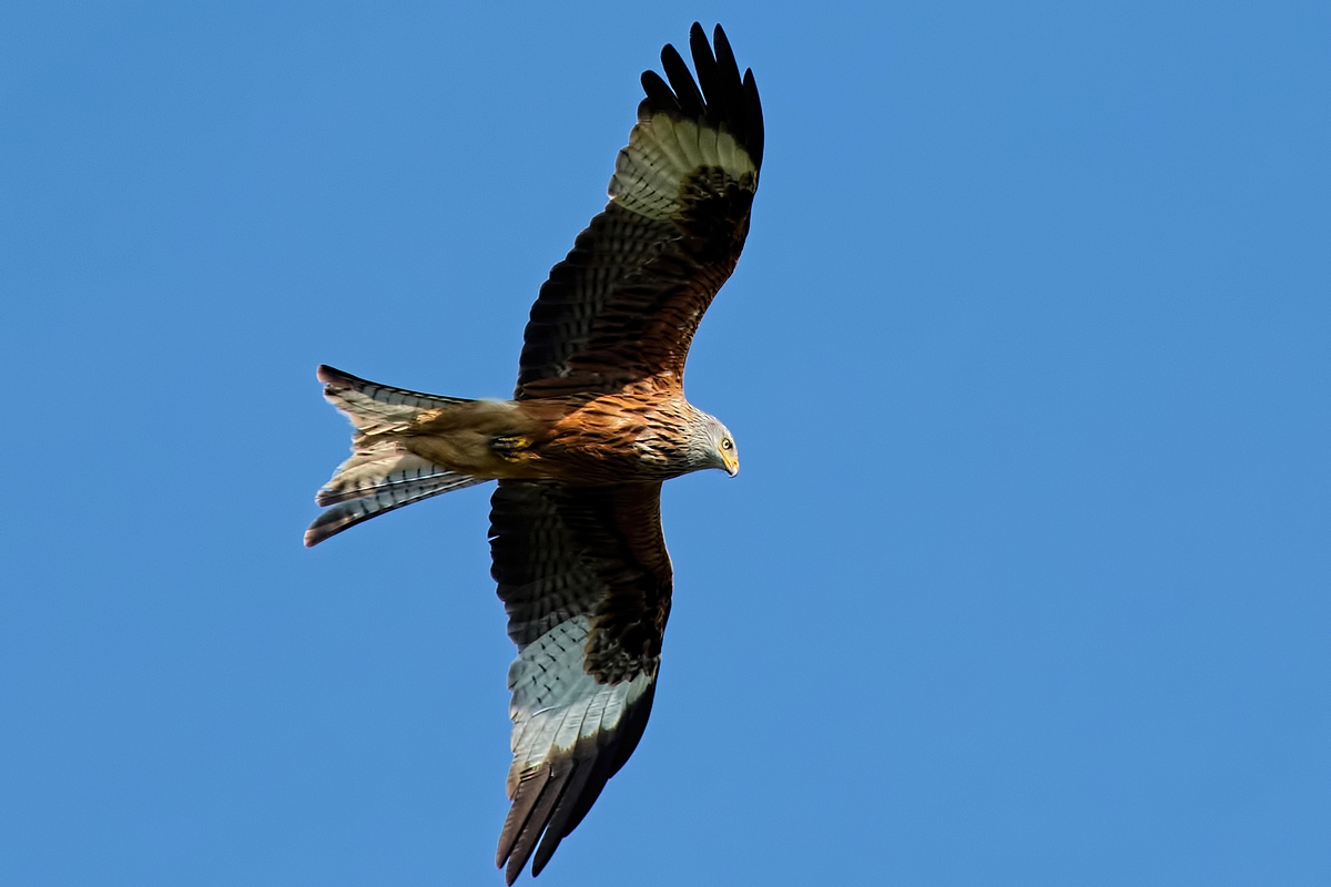 DSC 2324 v1k