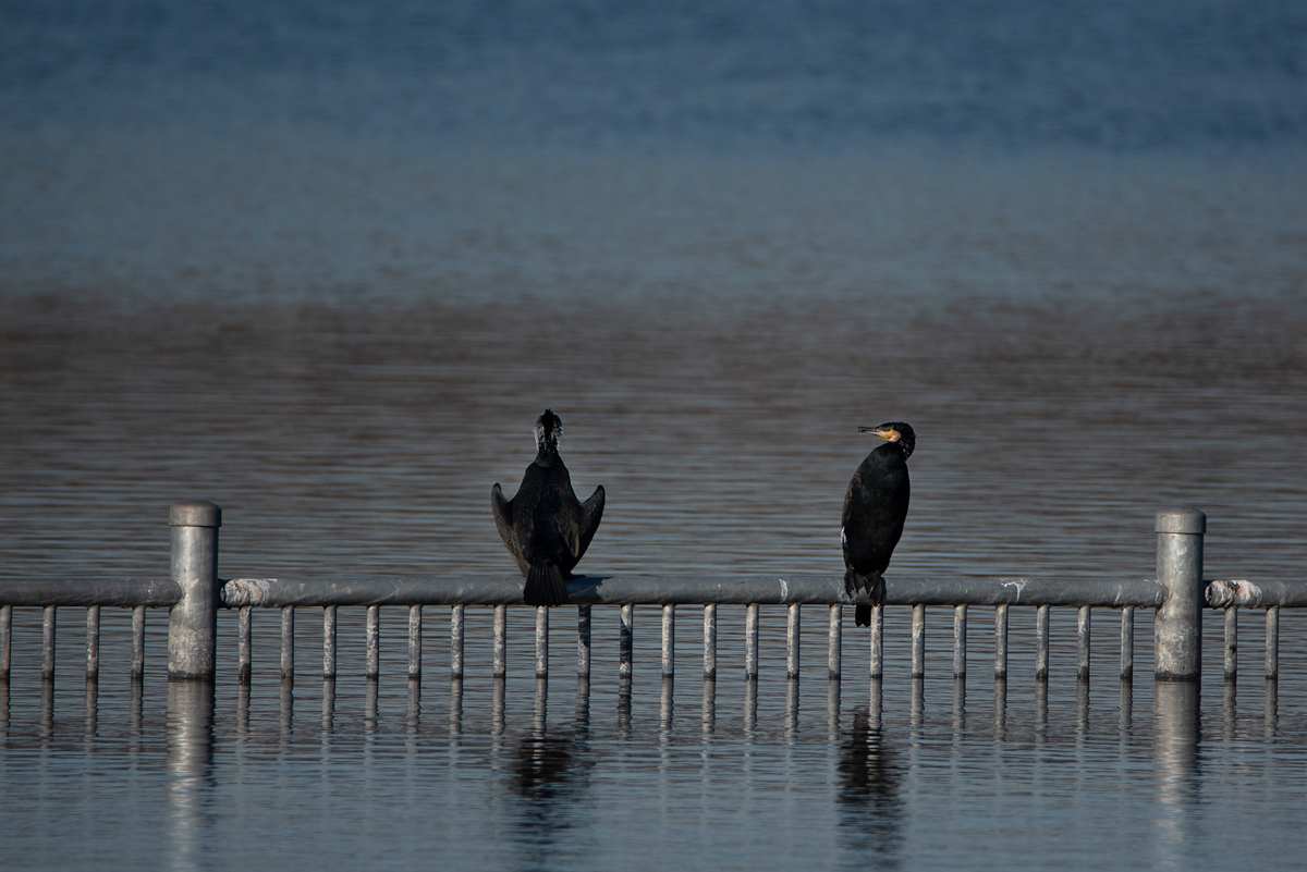 DSC 2333 B PS w