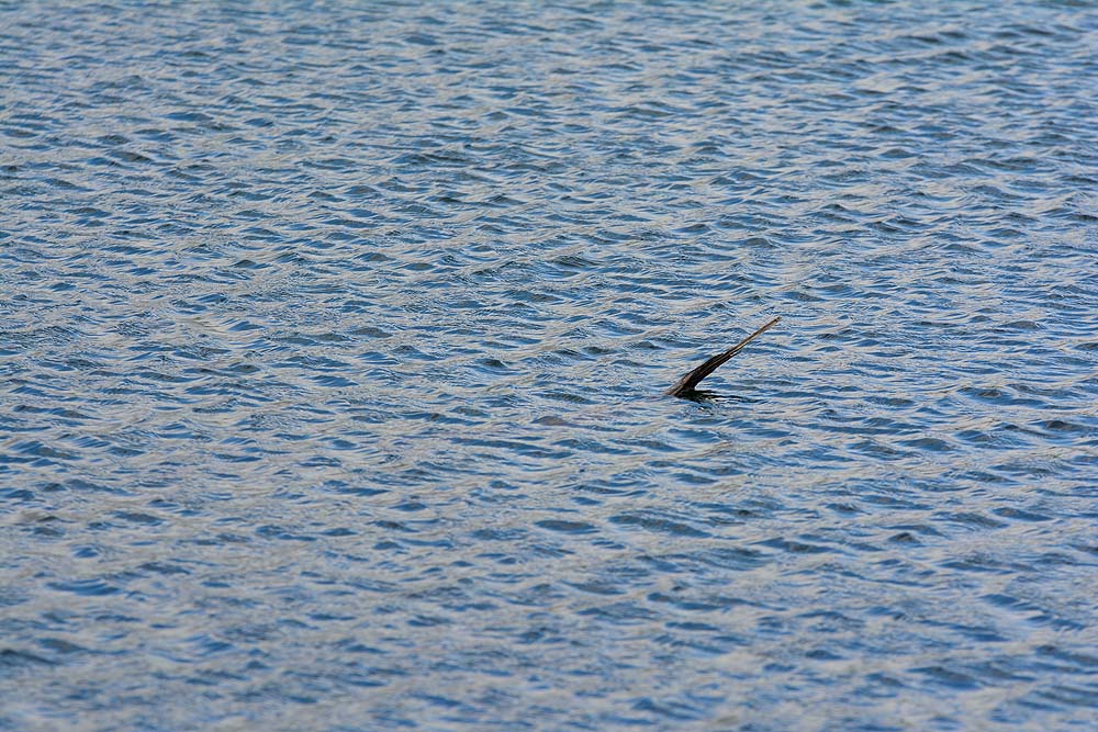 DSC 2352anf
