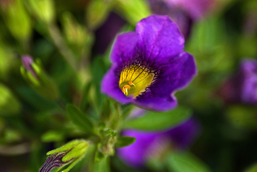 DSC 2364aa