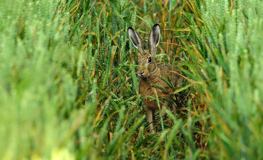 DSC 2369 Hase 1000