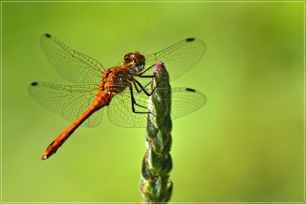 DSC 2374 Libelle 1000