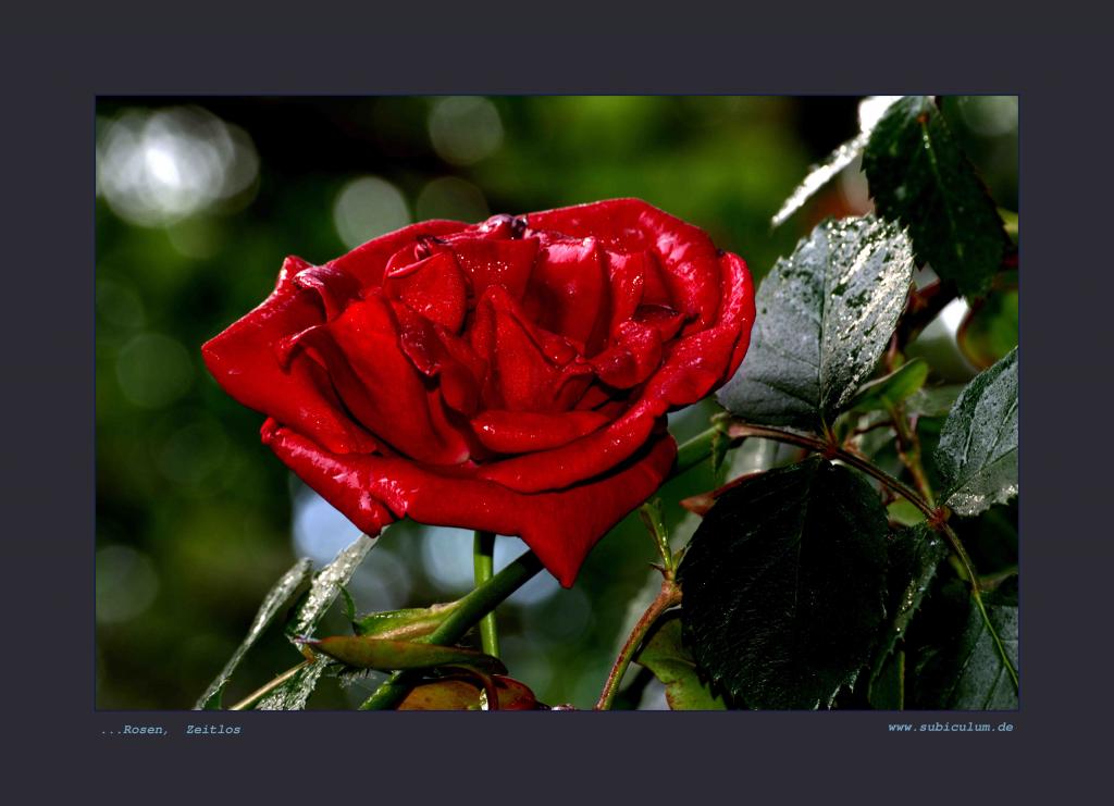 DSC 2374 v1 nikon