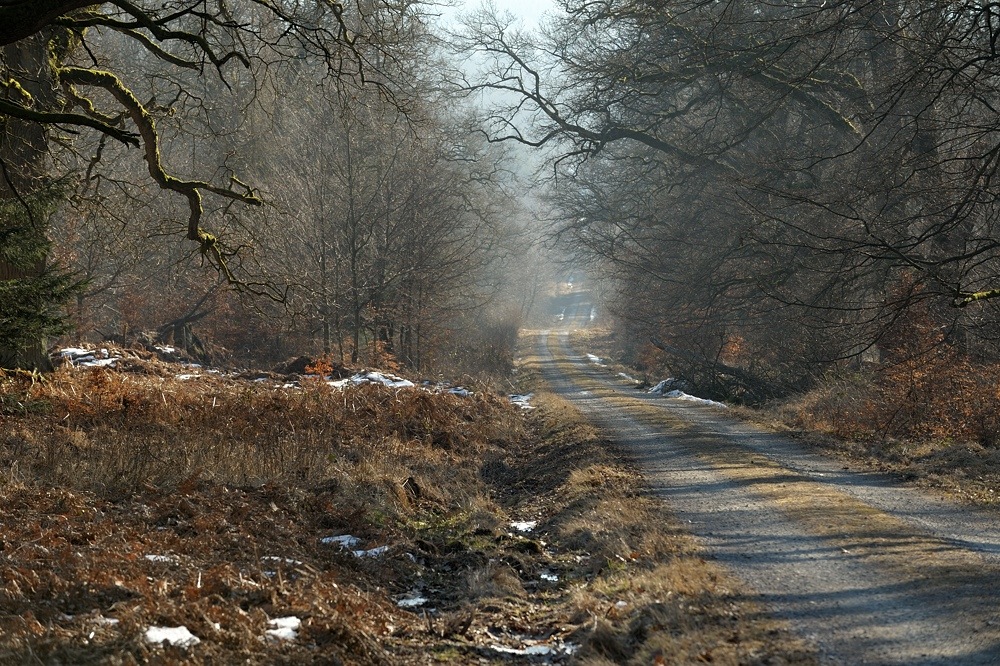 DSC 2378a1