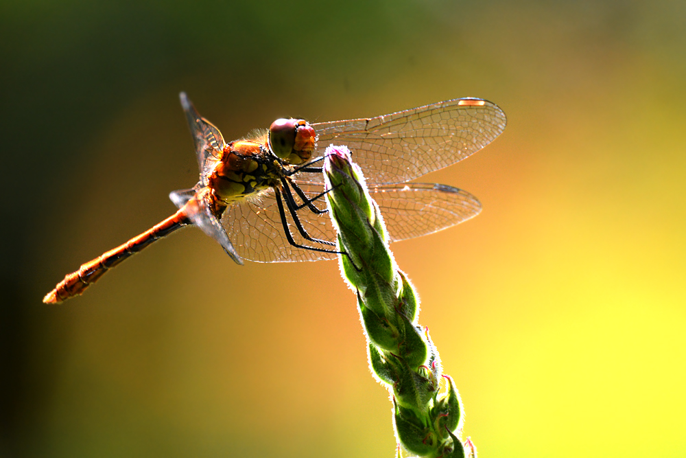 DSC 2394 Libelle 1000