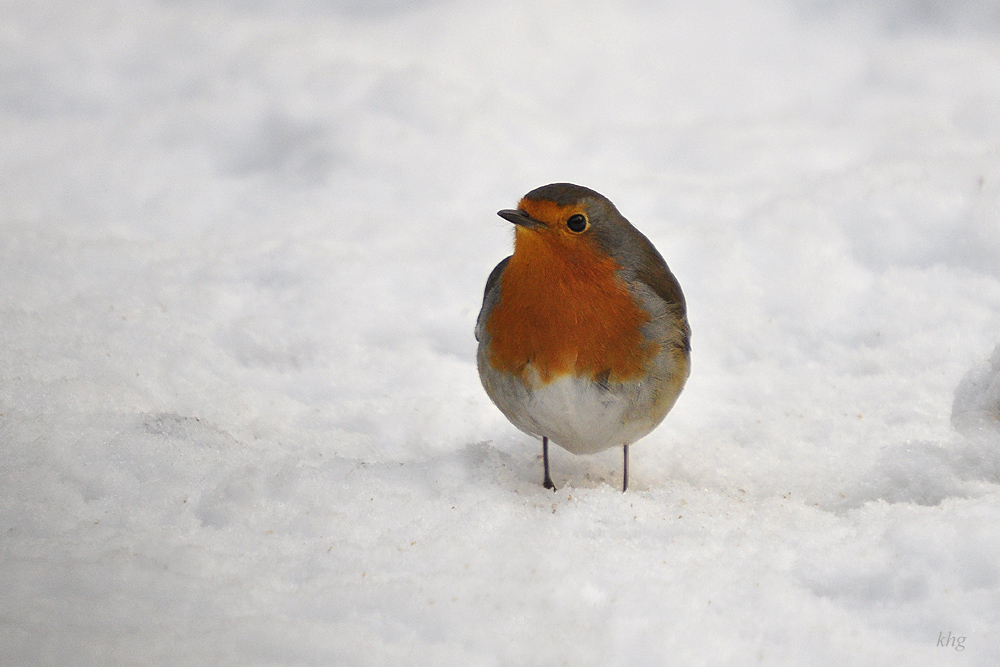DSC 2399 1000