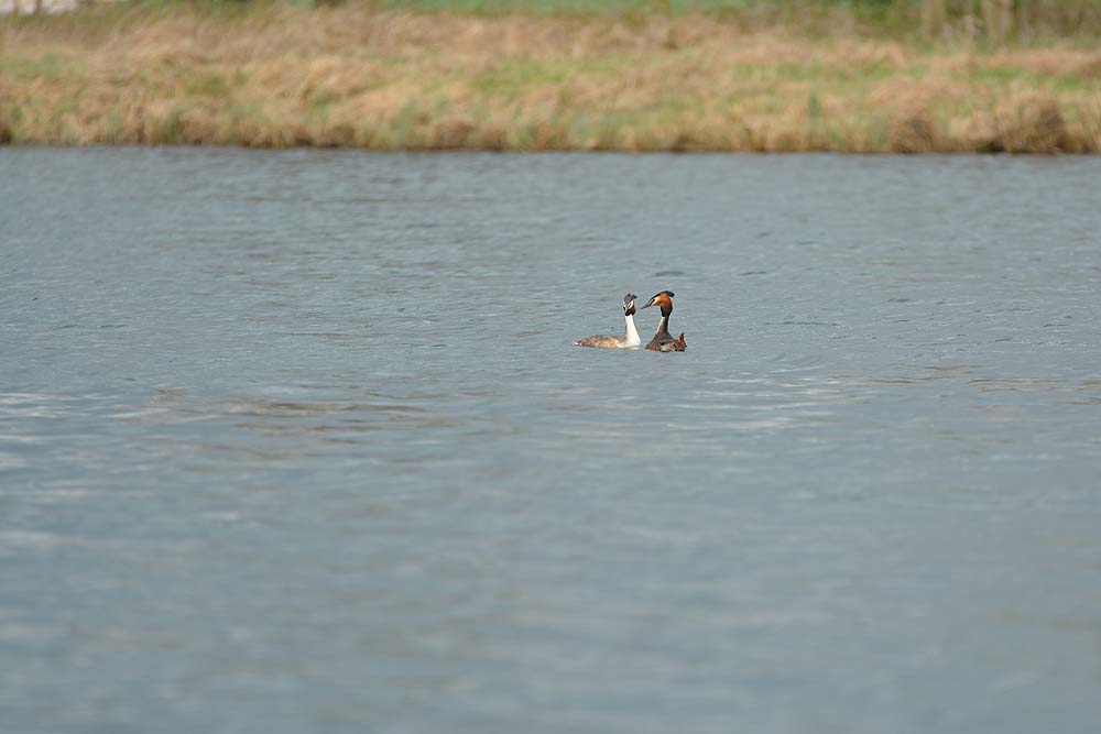 DSC 2401anf